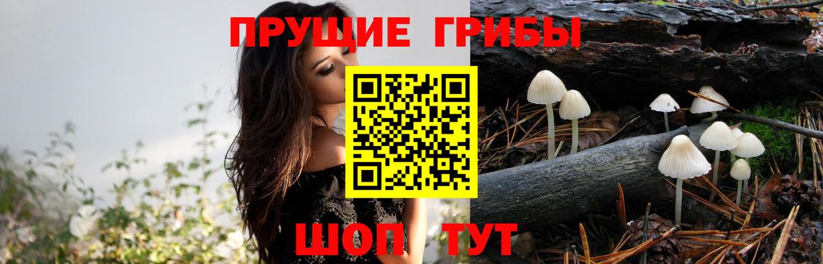 Псилоцибиновые грибы Cubensis Лосино-Петровский
